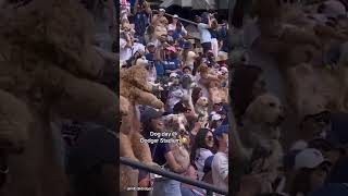 Amazing moment Dodgers fans bring their dogs to the game!