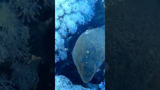 Moray eel in Red sea #morayeel #redsea #sharmelsheikh #diving #egypt