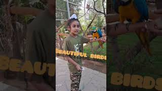 Maccau bird attack 🐦 🐦‍⬛ 🦜 #shortsfeed #shortstrend #shorts