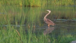 Nature And Wildlife Video, Bird And Animal is Beautiful Creature On Planet  Relaxing music Sounds