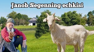 Janob Segenning echkisi                      ertak-hikoya