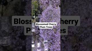 Fully Blossomed Cherry Plum Tree in Orange County #shortvideo #drones #travel #california