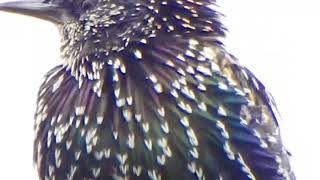 Black Bird with Rainbow Feathers