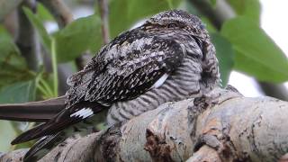 Sleepy Common Nighthawk