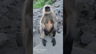 Langur wildlife Himalaya Area