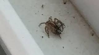 עכביש זולל זבוב וגם עוקץ נמלה  A spider eats a fly