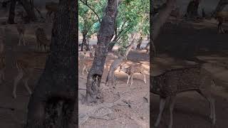 spotted deer scratching head