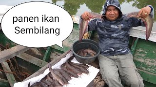 Mancing ikan Sembilang full strike