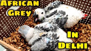 African Grey Handfeeding Chicks in Delhi || African Grey Chick Price and Care || All About Pets