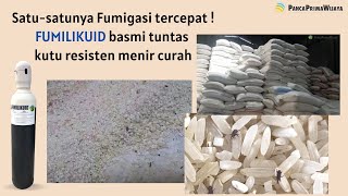 Hanya satu di dunia obat kutu fumigasi tercepat Fumilikuid basmi tuntas kutu resisten menir curah