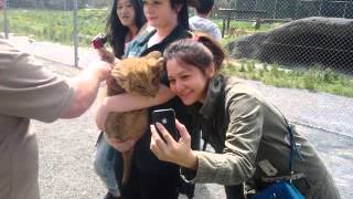 lion cub is fasicinated by cell phone rotorua