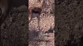 EP2 Very Strange - Mother Springbok Abandon Newborn Baby#bufalo #lion #animals #wildlife