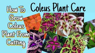 PROPAGATING COLEUS CUTTINGS IN SOIL|How To Grow Coleus Plant From Cutting|100% Results in just 7days