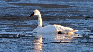 Trumpeter Swans at Lake Estes