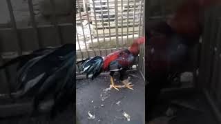 masih liar, ayam bangkok ini susah dipegang