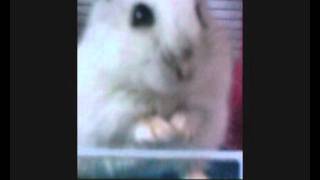 Facebook Competition Hamster Video - Find Me a Gift