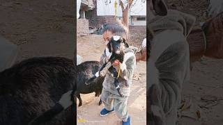 Kids goat Orginal Voice ❤️❤️❤️ #kidsgoats #goatlove #goatslover #goatvoice #animallover #cutebabu