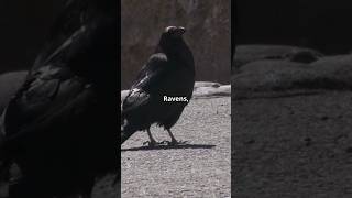 Ravens' Mind-Blowing Memory Skills! #shorts #animals #animalfacts #RavenFacts