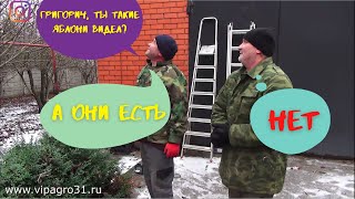 Шоковая обрезка запущенных колоновидных яблонь