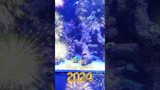 Happy New Years #aquarium #nanoreef #nanoreefaquarium #nanoreeftank #shorts #shortsfeed