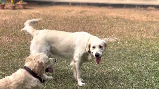 Apple, Siri & Goldie. Two Golden Retrievers and a Labrador chillin.