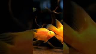 #fish #animalshorts