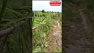 সুন্দর ফল বাগান#agriculture #farmingwestbengal #farming