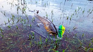 PESCA de TARARIRAS con SEÑUELOS en CORDOBA