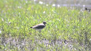 Solitary Sandpiper ( Tringa solitaria ). Birdwatching Costa Rica