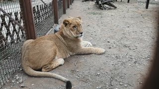 Львенок  Шерхан и Леопард Порш  показывают характер. Обеденный ажиотаж.