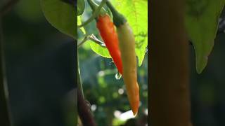 Panen Cabe Rawit Di Atap Rumah #youtubeshorts #shorts #cabe #panencabe #caberawit #panen