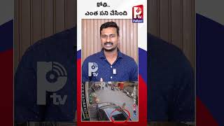 కోతి..ఎంత పని చేసింది | Monkey Falls On Car | Viral Short | Uttar Pradesh | Pallavi Tv