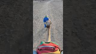 Camel Ride In Marrakech Morocco #quadmarrakech #quad #desert #agafay #quad_biking #buggy #camel