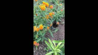 Spicebush Swallowtail feeding