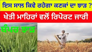 Wheat crop information । ਕਣਕ ਦੇ ਝਾੜ ਦੀ ਰਿਪੋਰਟ