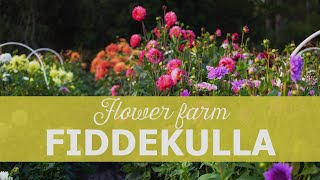 Fiddekulla Flower Farm in Sweden