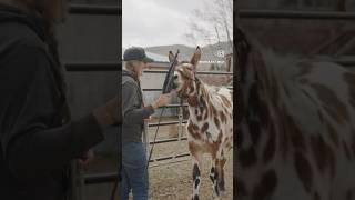 How to make a sweet mule: The little things ❤️ #Horse #Horses #Horsemanship #Mule #Donkey