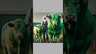 the green calf #youtubeshorts #shorts #cow #shortvideo #bigcow #big #cowvideos #cowlover