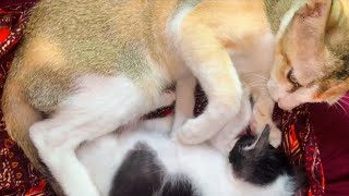 So crazy cat video 2024 🤣Try not to laugh | funny cat video