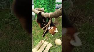 The way red pandas frolic and play around is absolutely adorable!