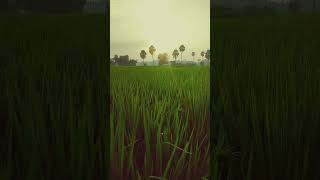 Evening sunset at paddy greenery farming #shorts #youtubeshorts #short #shortsfeed #sunset