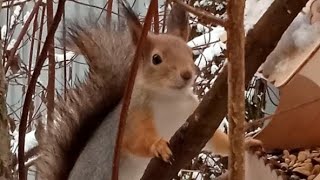 Завтрак для Бусинки с доставкой на дом ❄⛄😋🌰🐿❤🤗 #белка #белочка #squirrel