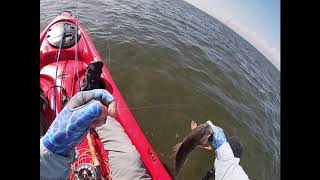 Fly Fishing Port Aransas Day 3 - Houdini Red