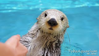 ラッコの「キラ」アドベンチャーワールドから鳥羽水族館へのお引越し　Sea otter's moving to new residence