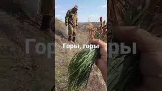 Собираем горный чеснок