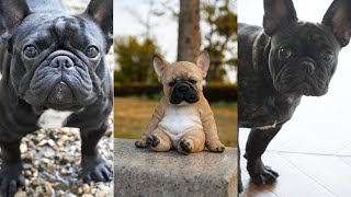 Funny and Cute french bulldog puppies compilation in 2022