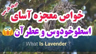 خواص معجزه آسای اسطوخودوسlavender و عطر آن