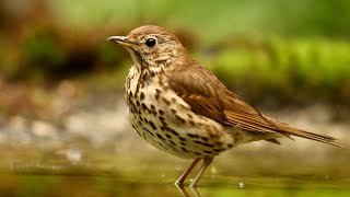 Song Thrush - Drozd Śpiewak #songthrush #soundofnature #birds #nature