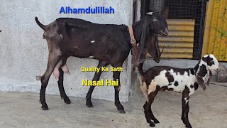 Hyderabadi Breedline Goats Top Quality Collection Available Female kid 👌