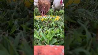 Chicken pecking out dough